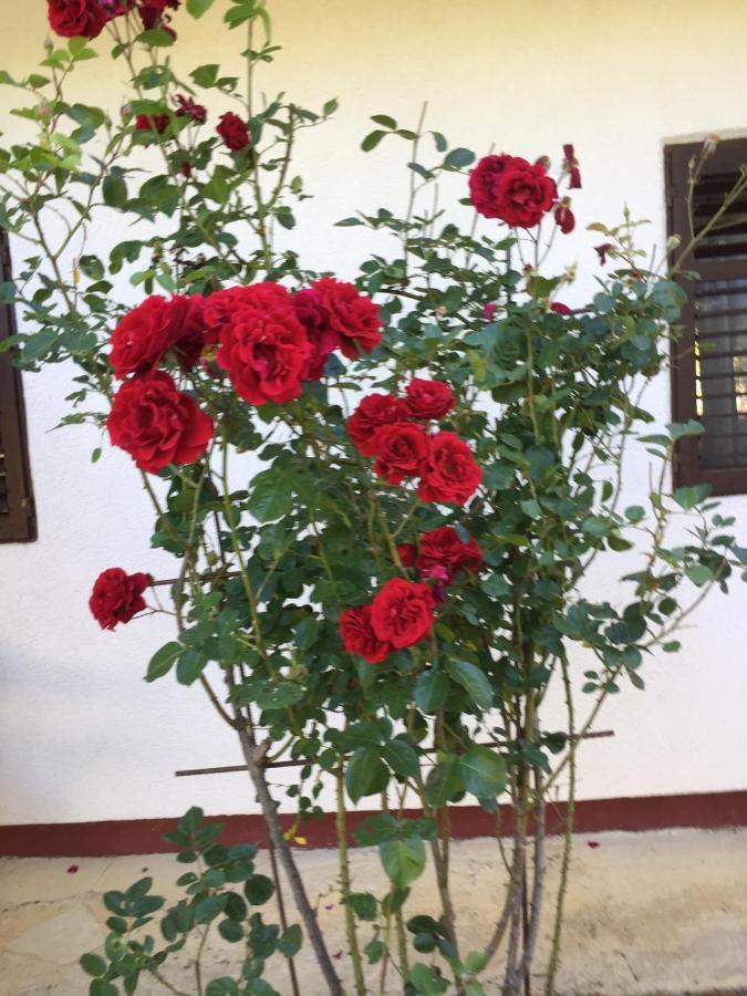 Gardelin Paklenica * Seline
